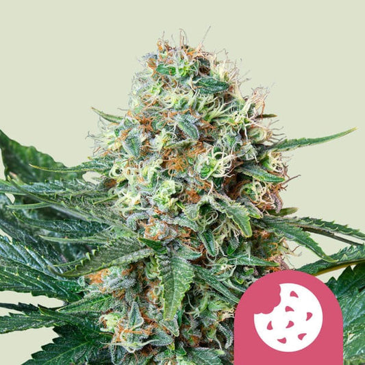 Royal Queen Seeds Royal Cookies