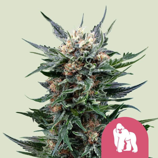 Royal Queen Seeds Royal Gorilla