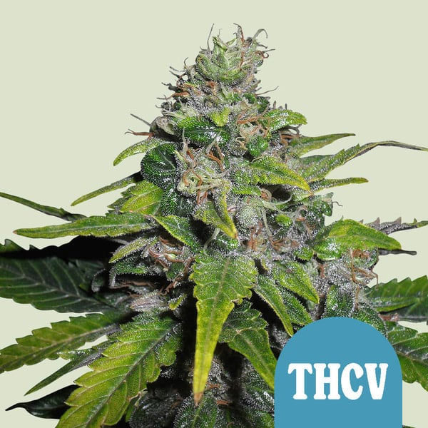Royal Queen Seeds Royal THCV