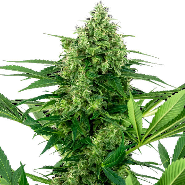Sensi Seeds Banana Frosting Femminizzata