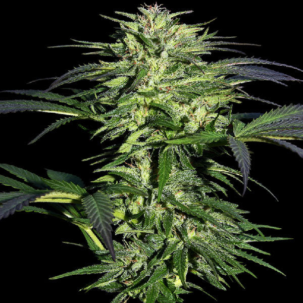 Sensi Seeds Durban Femminizzata