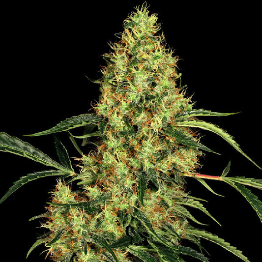 Sensi Seeds Mexican Sativa Femminizzata