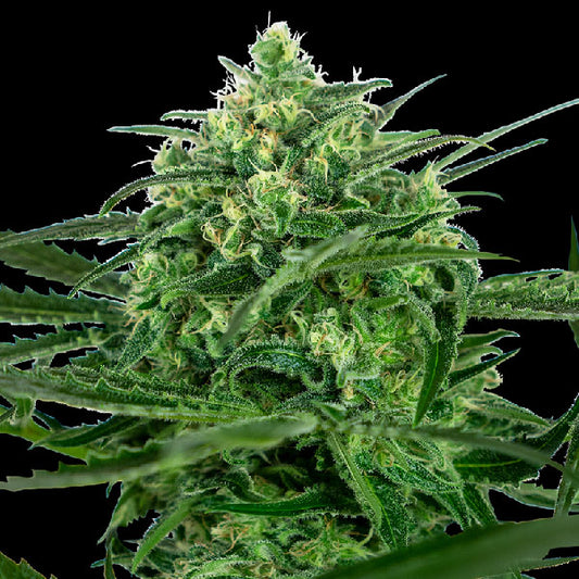 Sensi Seeds Sensi Amnesia Femminizzata