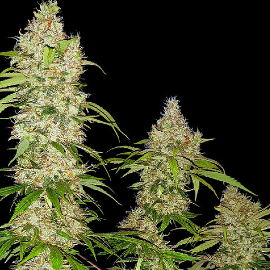 Sensi Seeds Banana Kush Cake Femminizzata