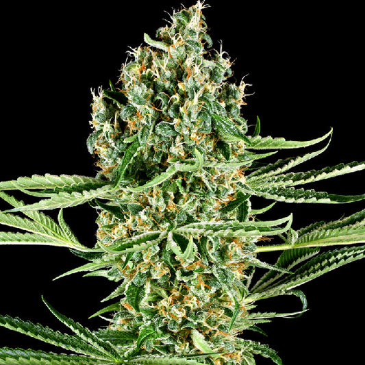 Sensi Seeds Critical Runtz Femminizzata