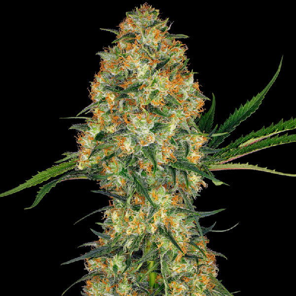 Sensi Seeds Hindu Kush Femminizzata