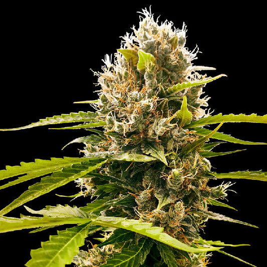 Sensi Seeds Mandarin Punch Femminizzata