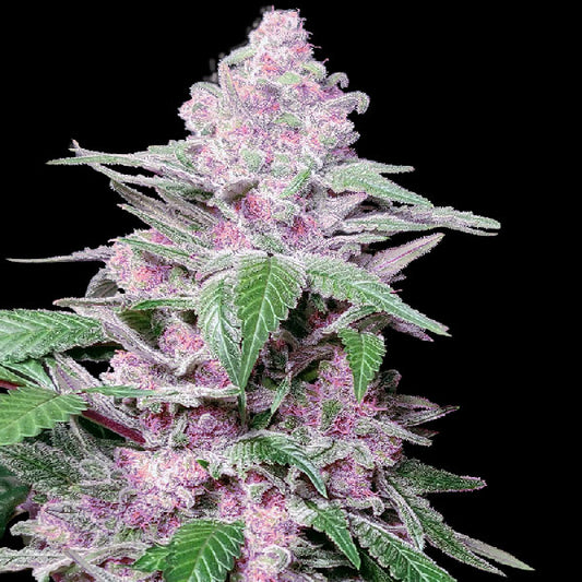 Sensi Seeds Purple Cookies Kush Femminizzata