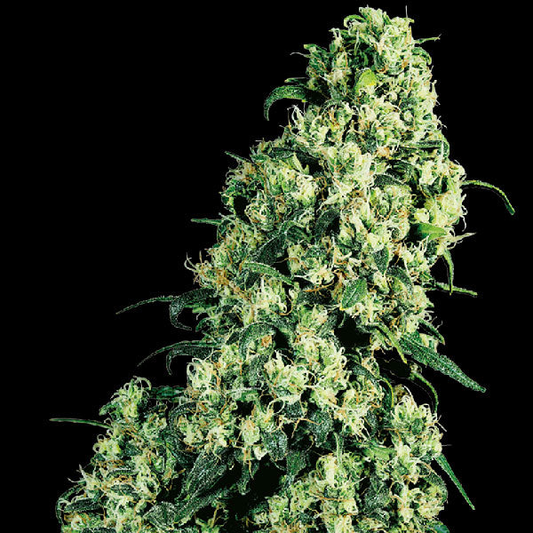 Sensi Seeds Skunk #1 Femminizzata