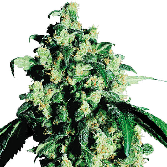 Sensi Seeds Super Skunk Femminizzata