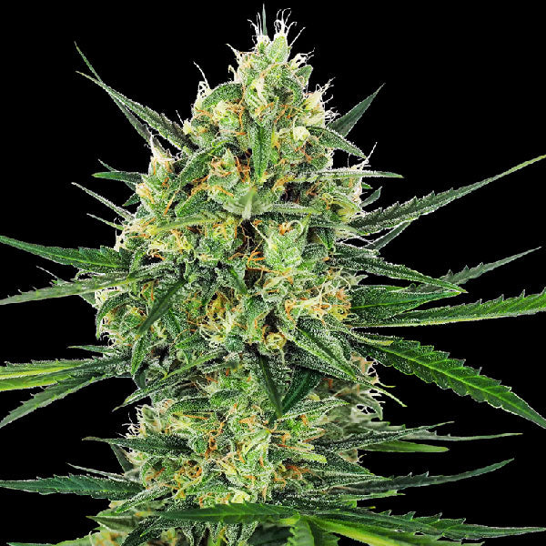 Sensi Seeds Tangerine Sugar Femminizzata