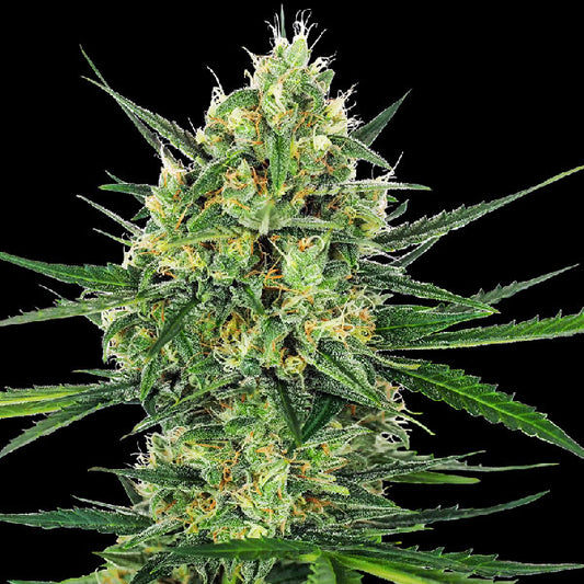 Sensi Seeds Tangerine Sugar Femminizzata