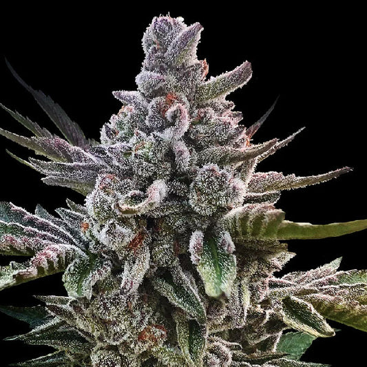 Silent Seeds Acai Jelly by Sherbinskis