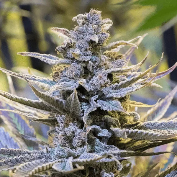 Silent Seeds Cookielato