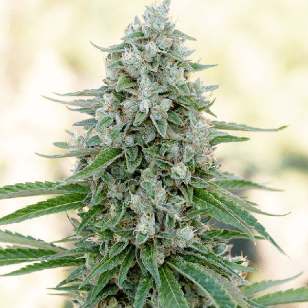 Silent Seeds Critical Mango