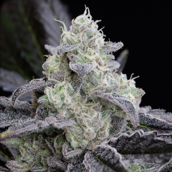 Silent Seeds L.A. Vanilla Cake