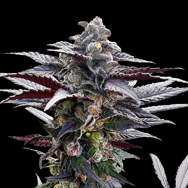 Silent Seeds Pink Sunset by Sherbinskis