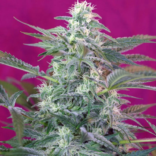 Sweet Seeds Big Foot