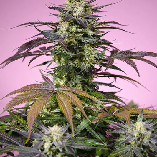 Sweet Seeds Gelonade