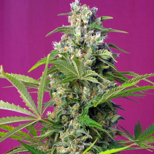 Sweet Seeds Gorilla Girl