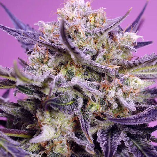 Sweet seeds Pink Guava F1 Fast Version