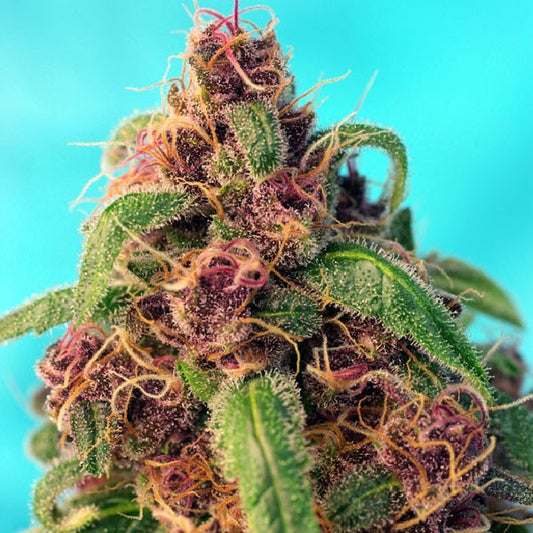 Sweet Seeds Red Mandarine F1 Fast Version