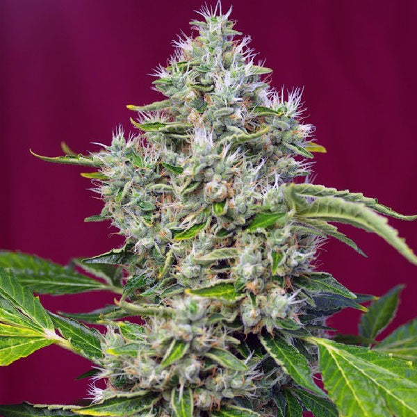 Sweet Seeds San Fernando Lemon Kush