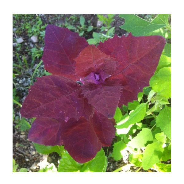 Wild Herbs Semi di Bietolone Rosso