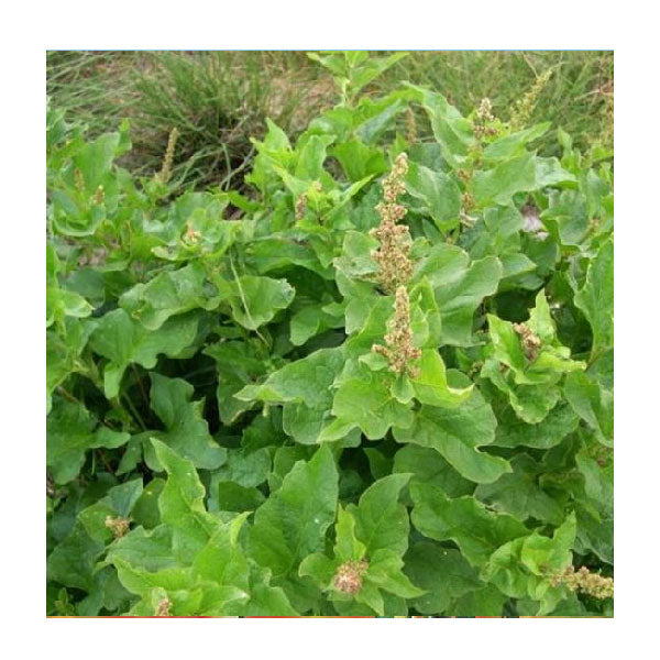 Wild Herbs Semi di Buon Enrico