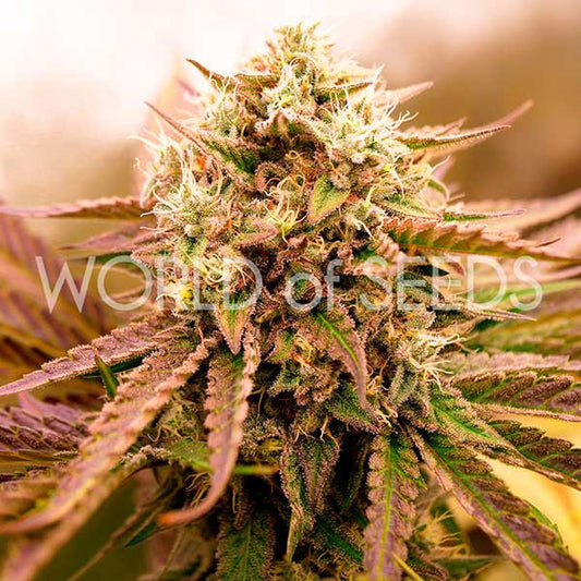World Of Seeds Appalachian Kush Early Version