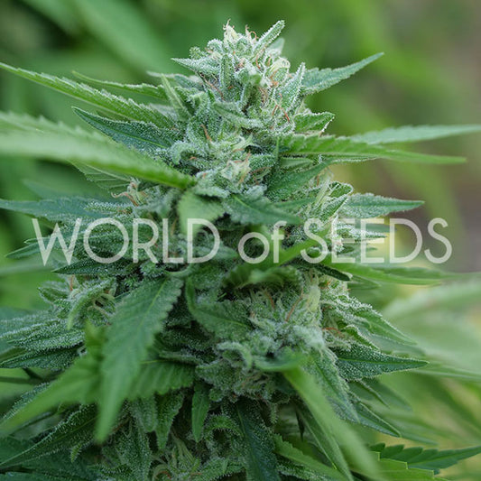 World Of Seeds Mongolia THC Free