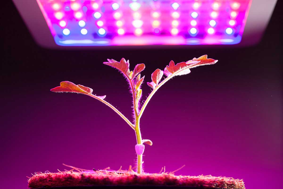 Come impostare le ore di luce nella coltivazione indoor